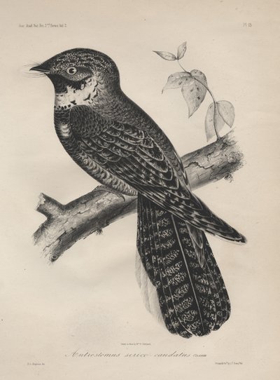 Antrostomus Silk-caudate、リチウム、JT Bowen、1850 litho 作： Henry Louis Stephens